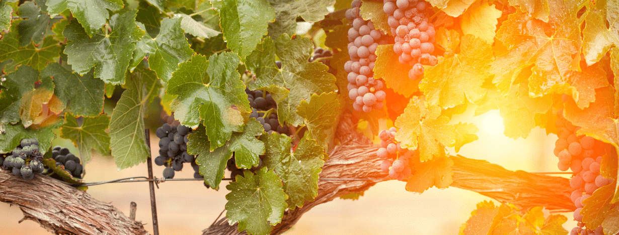 Viñedos · La Toscana